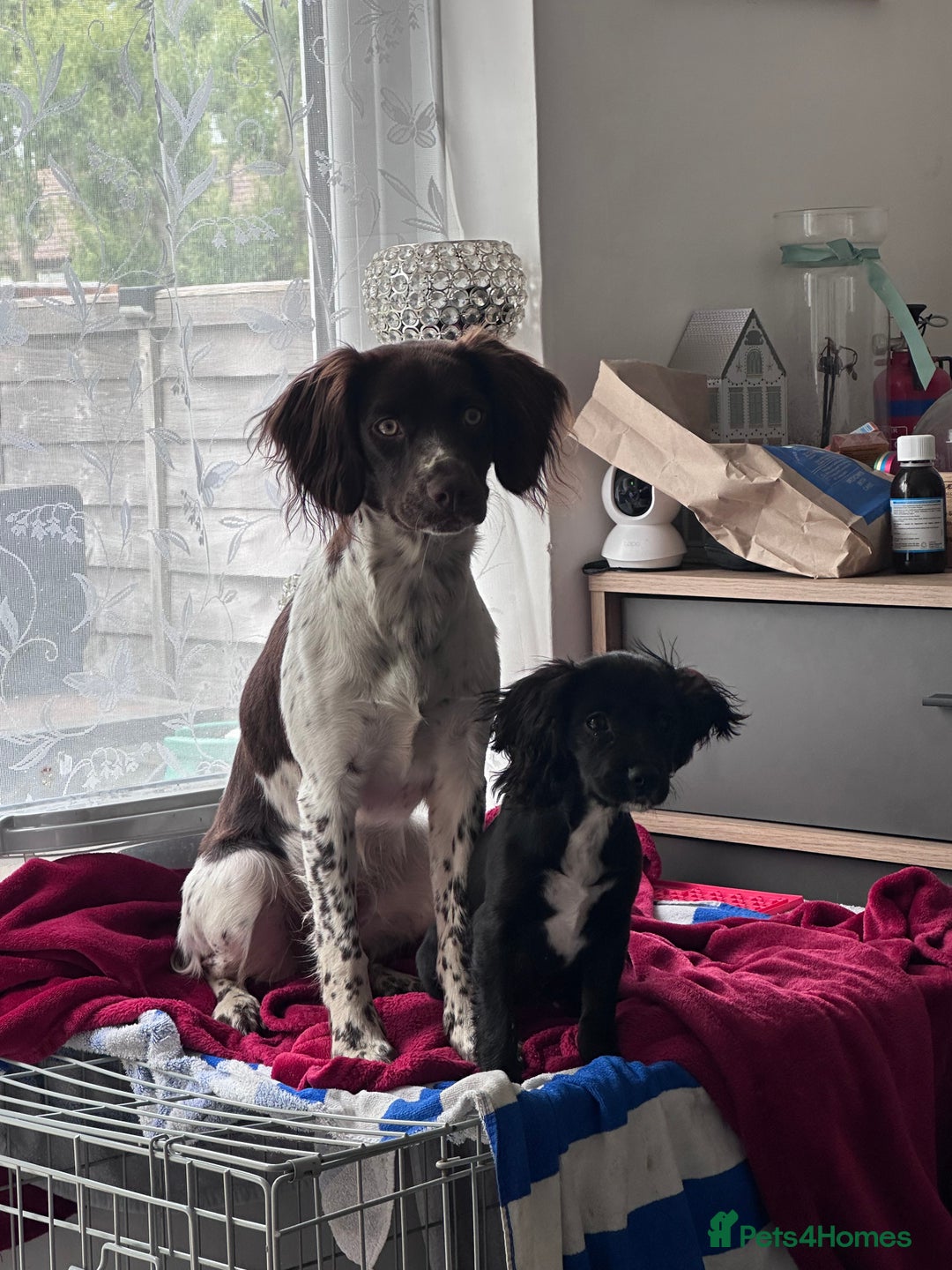 English Springer Spaniel dogs for sale: Coco springer spaniel - Image 6