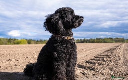 Toy Poodle dogs for sale: ** TOY POODLE PUPPIES ** - Image 3