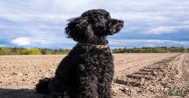 Toy Poodle dogs - Advert 6