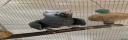 Parrots birds for sale: READY TO LEAVE Super cuddly baby greys  - Advert 6
