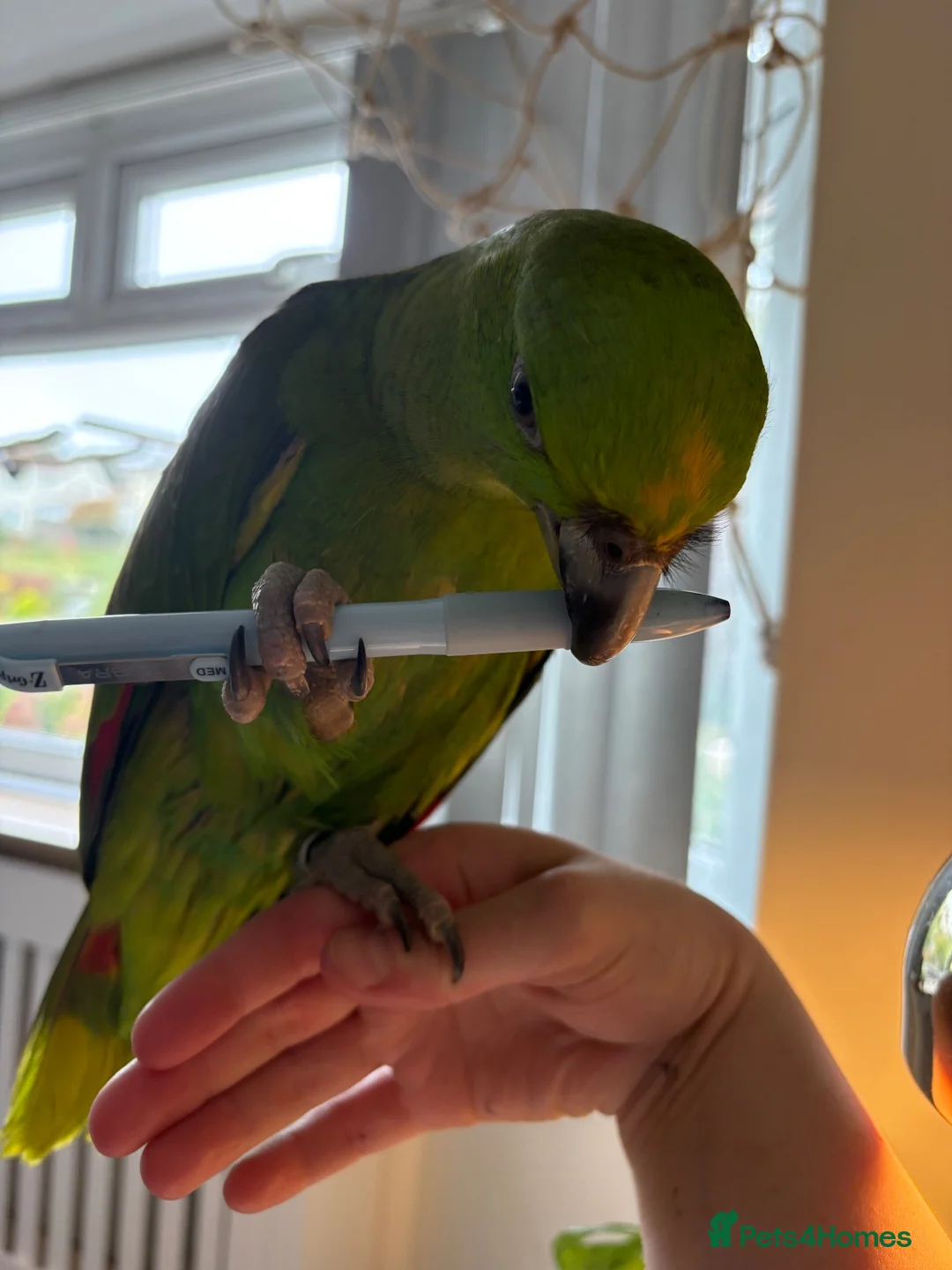 Parrots birds for sale: Tamed Amazon yellow naped parrot- young male - Advert 1