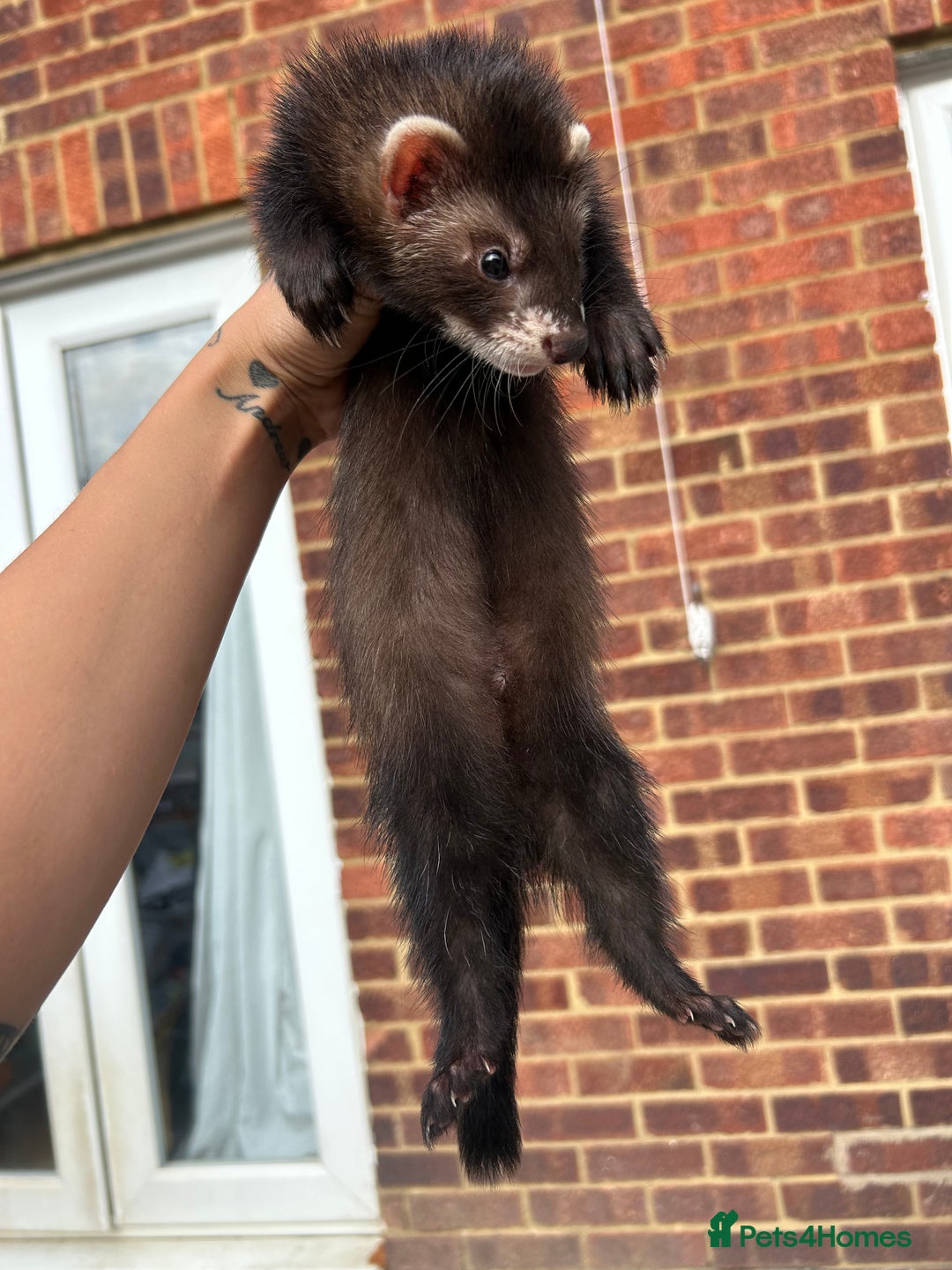 Ferret rodents for sale: 2 semi angora black self babies 1 jill 1 hob left  - Image 2