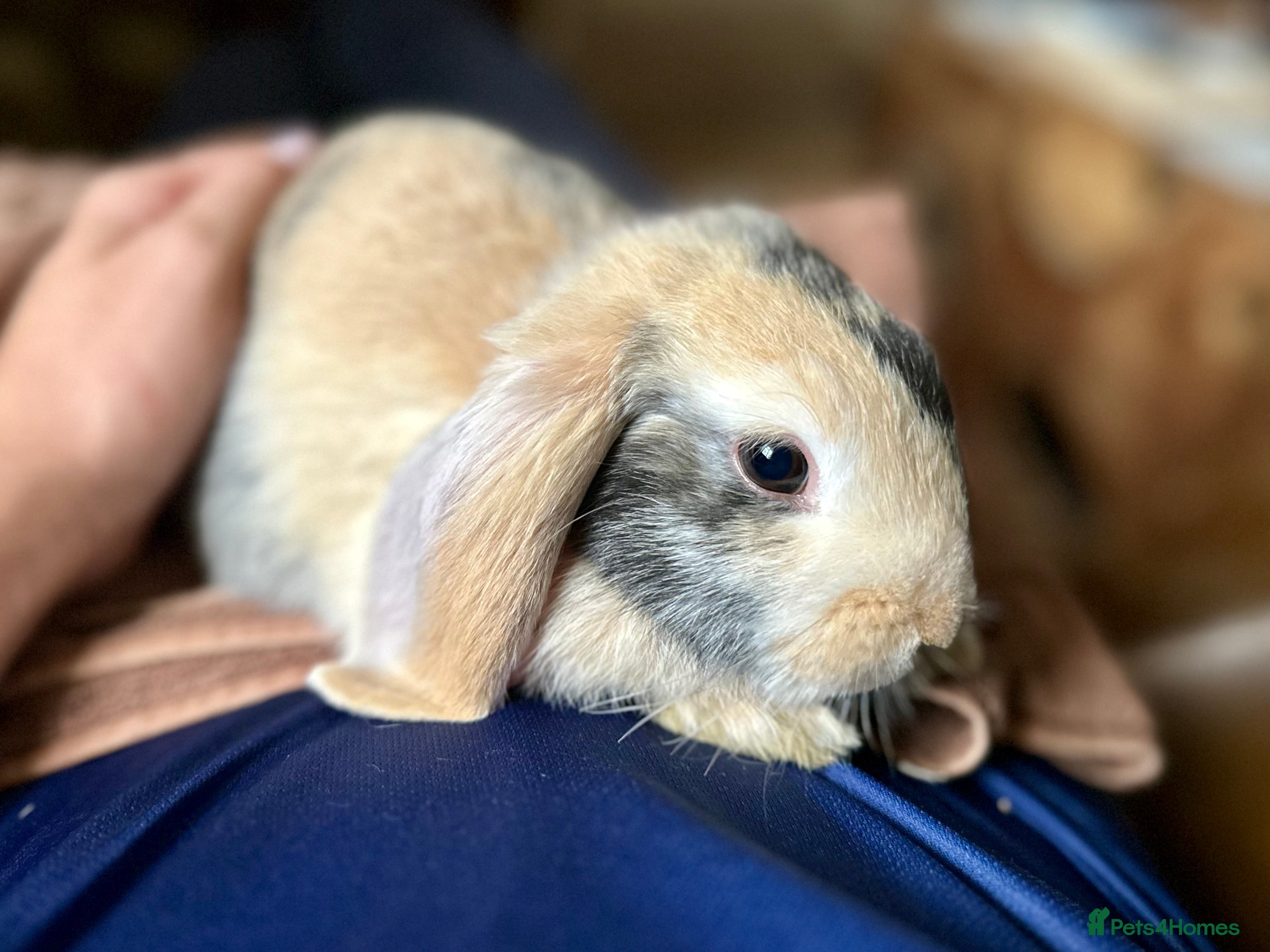 Mini Lop rabbits Harlequin mini lop boy ready to leave - Advert 19