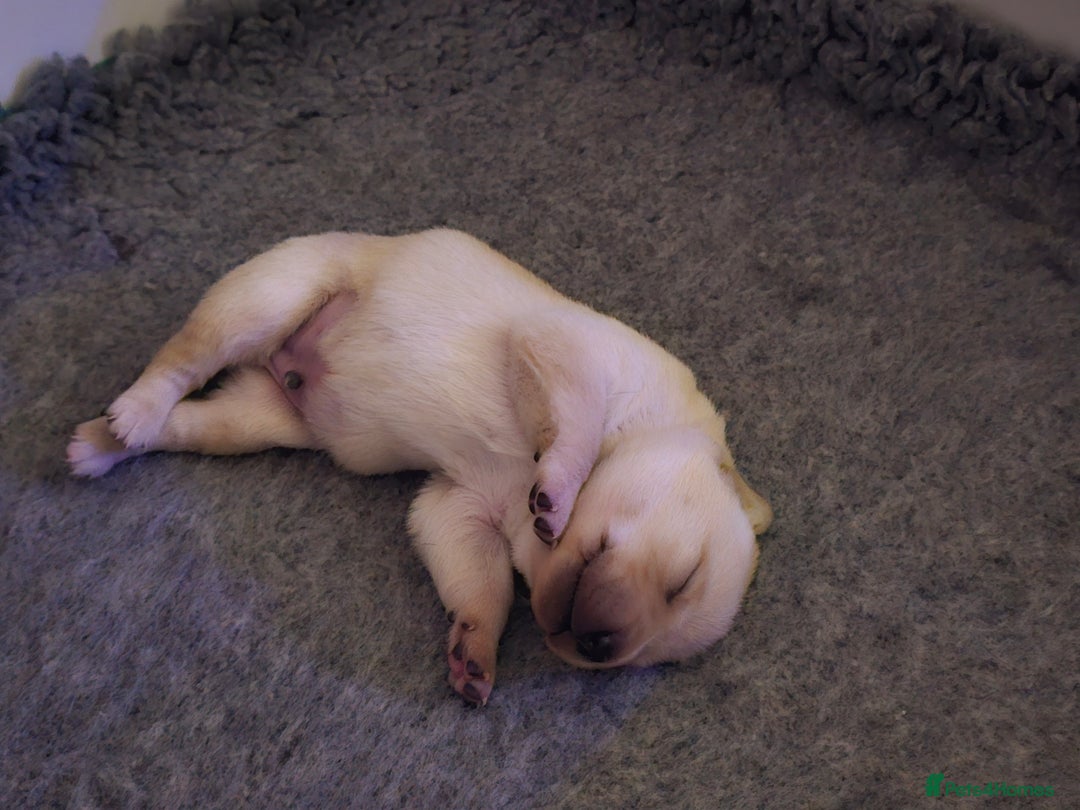 Labrador Retriever dogs for sale: 🐾 Labrador Puppies – Ready Early January 🐾 - Advert 32