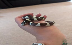 King Snake reptiles for sale: California King Snake - Image 6