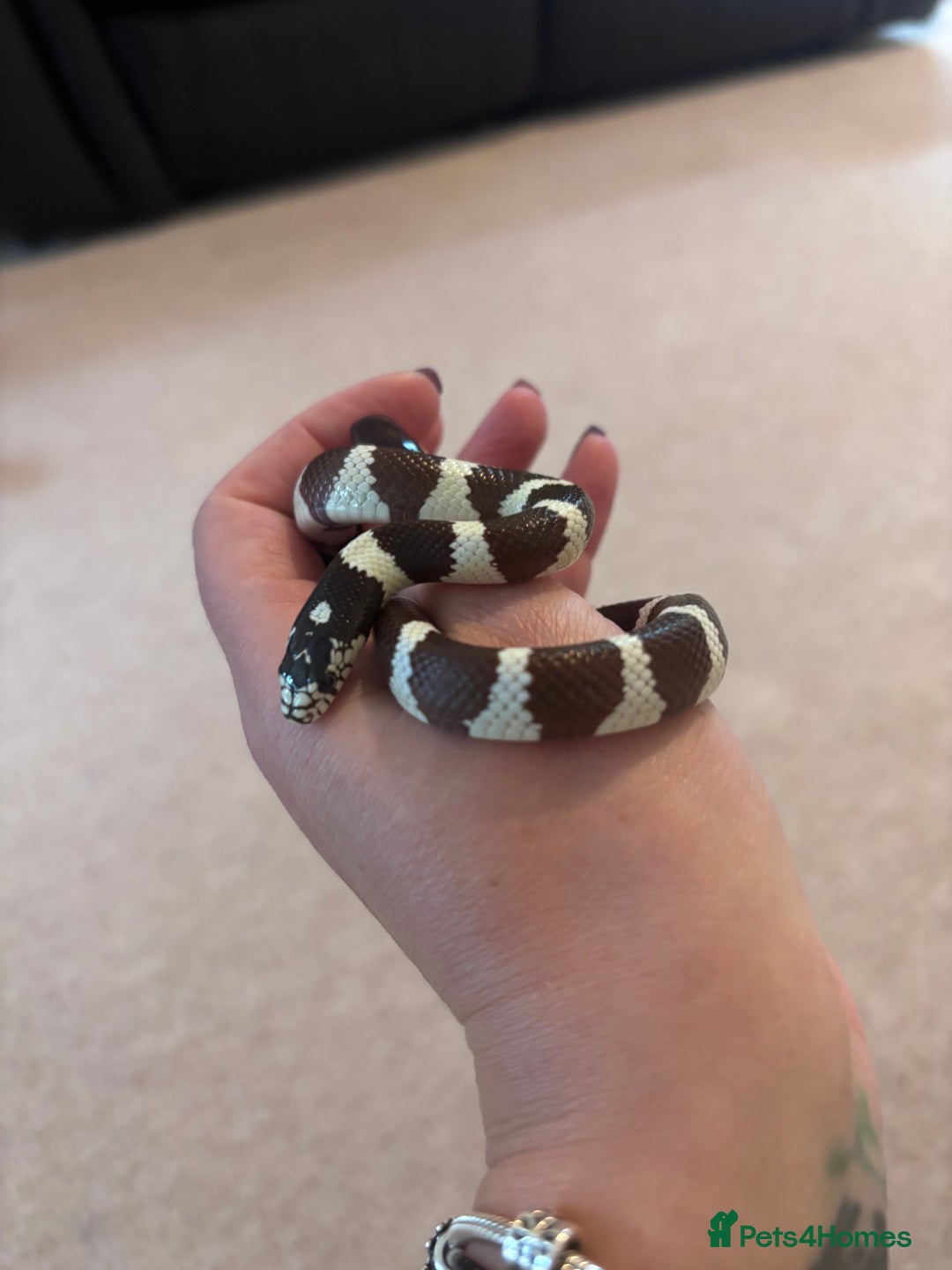 King Snake reptiles for sale: California King Snake - Image 6