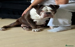 Old Tyme Bulldog dogs for sale: Rainbow litter of stunning old tyme bulldogs  - Image 14