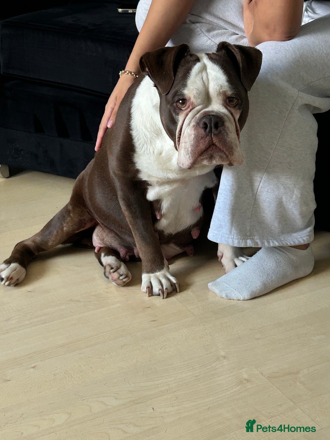 Old Tyme Bulldog dogs for sale: Rainbow litter of stunning old tyme bulldogs  - Image 14