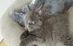 Maine Coon cats for sale: Tica pedigree kittens -ready for reservation  - Image 3
