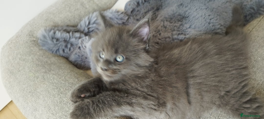 Maine Coon cats for sale: Tica pedigree kittens -ready for reservation  - Image 3