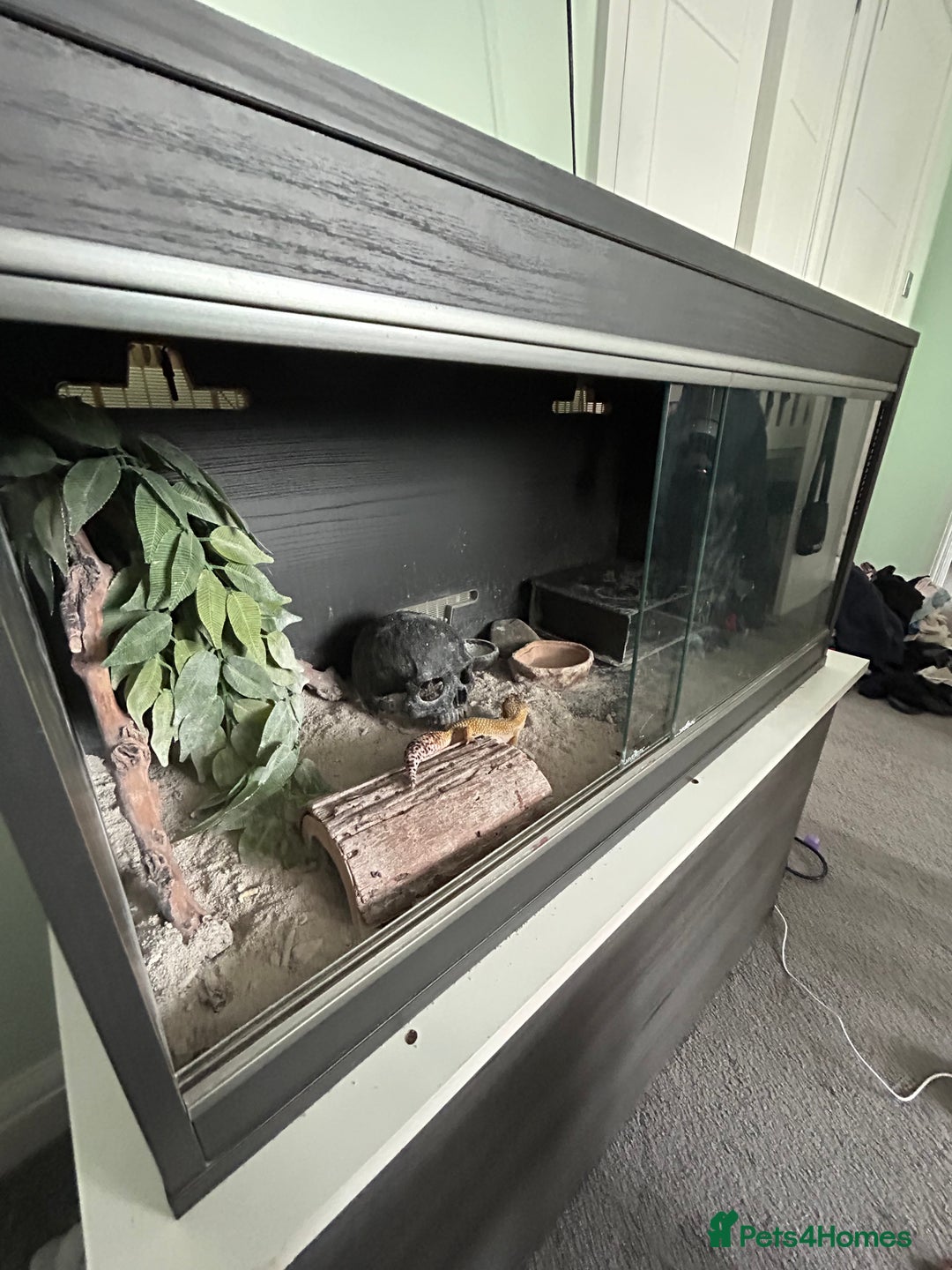 Leopard Gecko reptiles for sale: Friendly healthy Leopard Gecko  - Advert 4