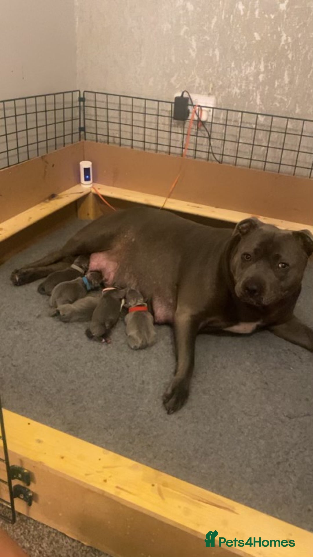 Staffordshire Bull Terrier dogs for sale: 5 beautiful blue Staffordshire puppies  - Advert 11