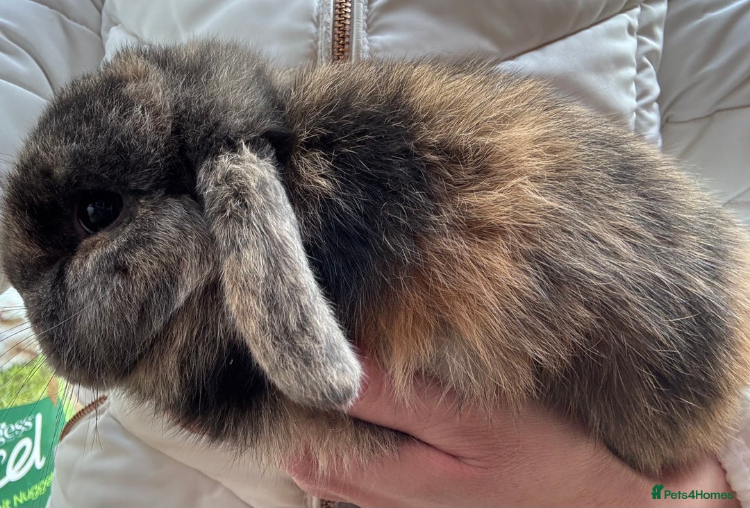Mini Lop rabbits for sale: Adult Mini Lops Needing Loving Homes - Advert 4