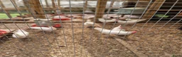 Hens poultry for sale: Warren and Leghorn laying hens - Advert 4