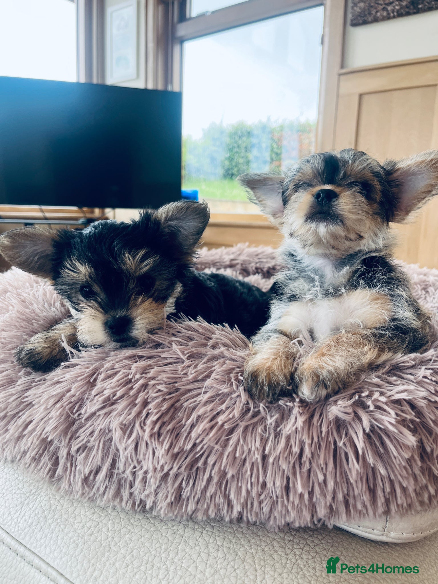 Mixed Breed dogs for sale: 2 female Yorkie pups ready for their forever home  - Advert 1