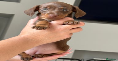 Miniature Dachshund dogs - Advert 5