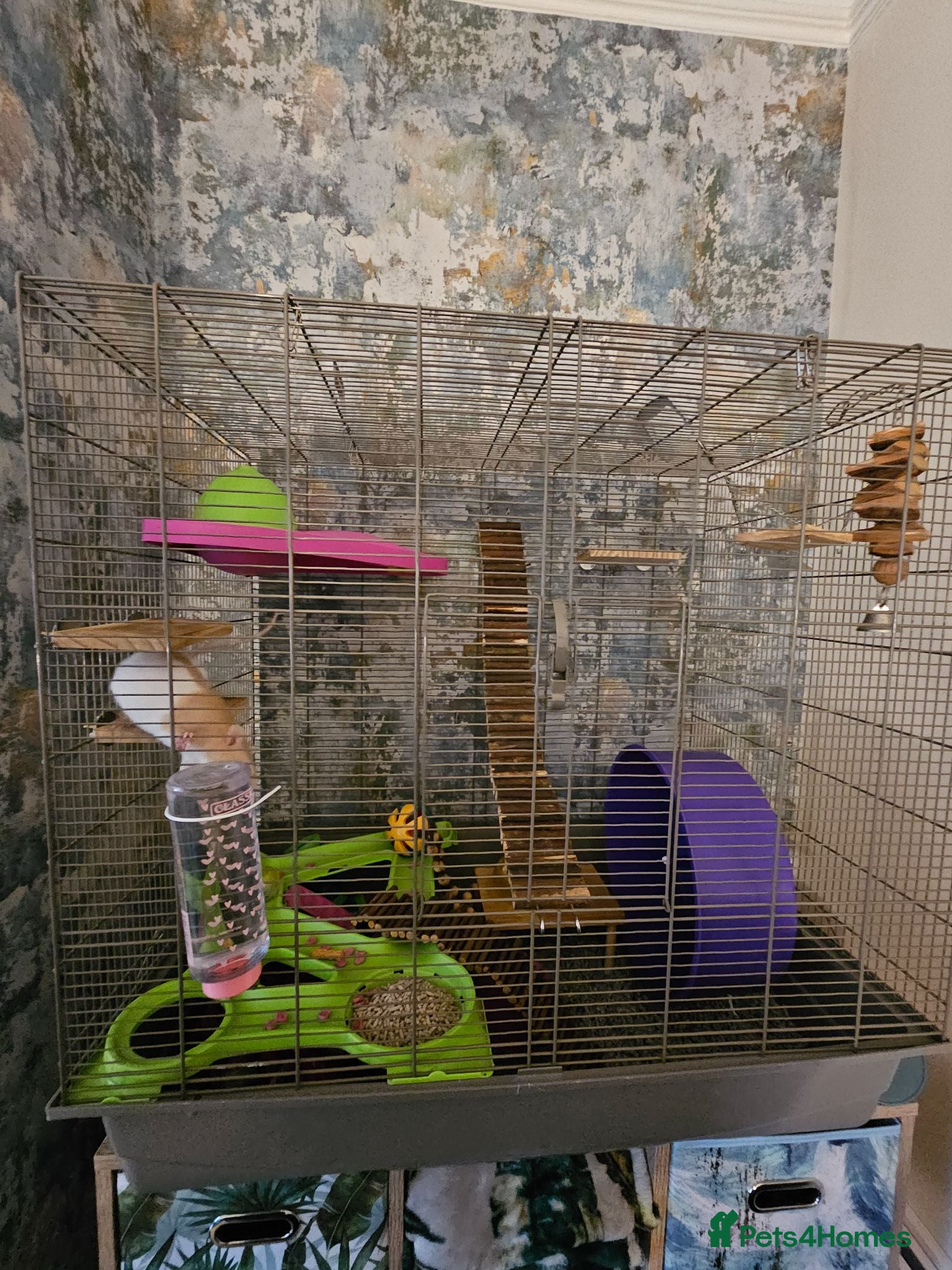Rat rodents 2 lovely female rats with cage and accessories  - Advert 2