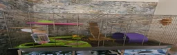 Rat rodents for sale: 2 lovely female rats with cage and accessories  - Advert 1