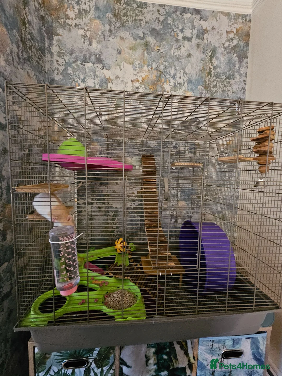 Rat rodents for sale: 2 lovely female rats with cage and accessories  - Advert 1