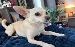 Chihuahua dogs for sale: Cute Chihuahua looking for new home - Image 4