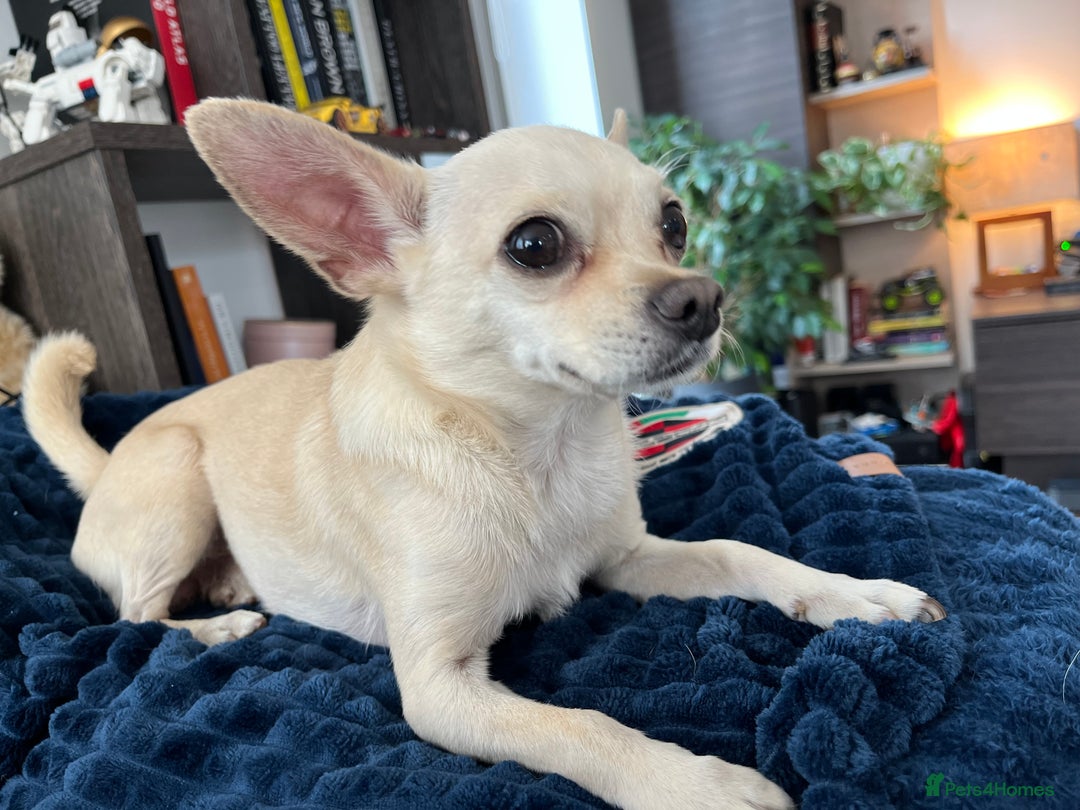 Chihuahua dogs for sale: Cute Chihuahua looking for new home - Image 4