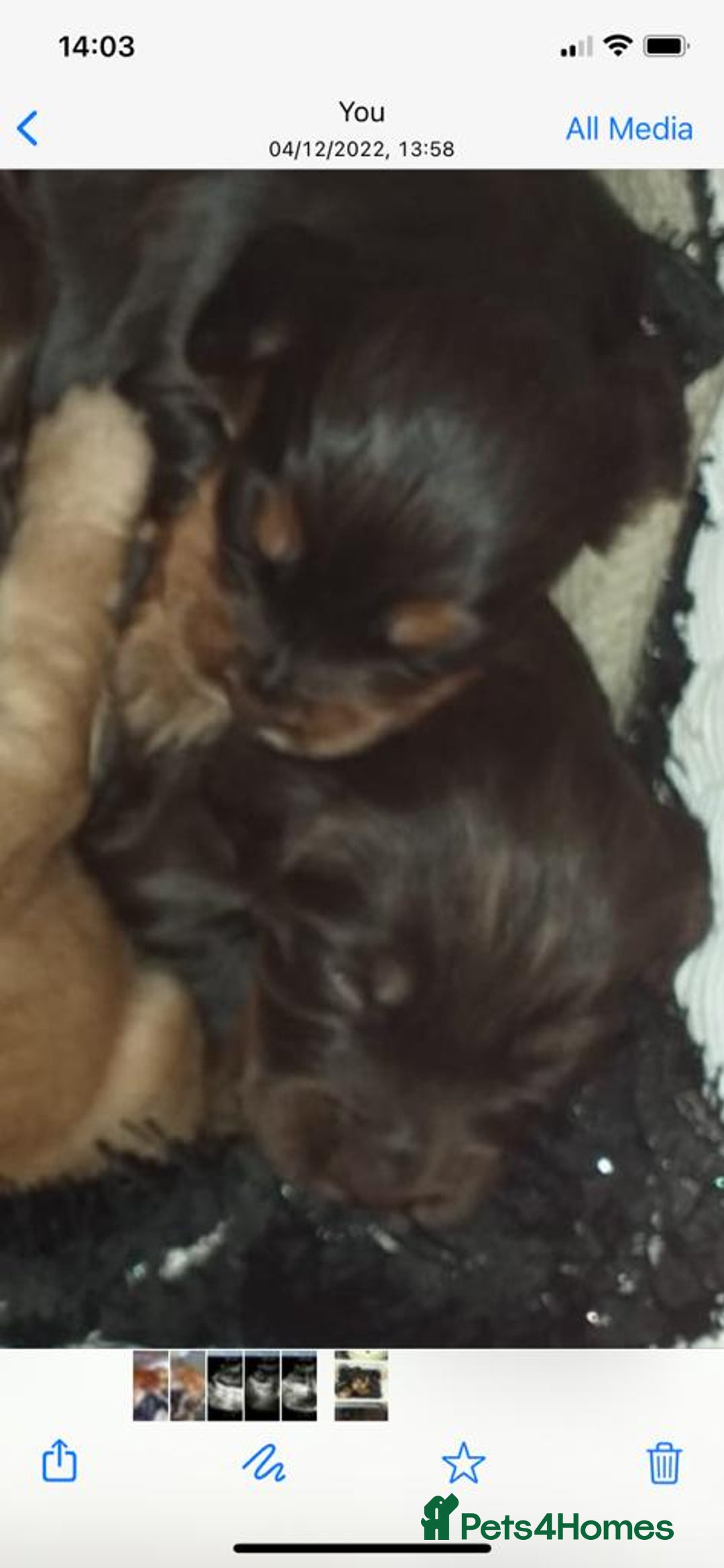 Cocker Spaniel dogs for stud: PROVEN KC REGISTERED Cocker Spaniel for Stud in Tadworth - Image 17