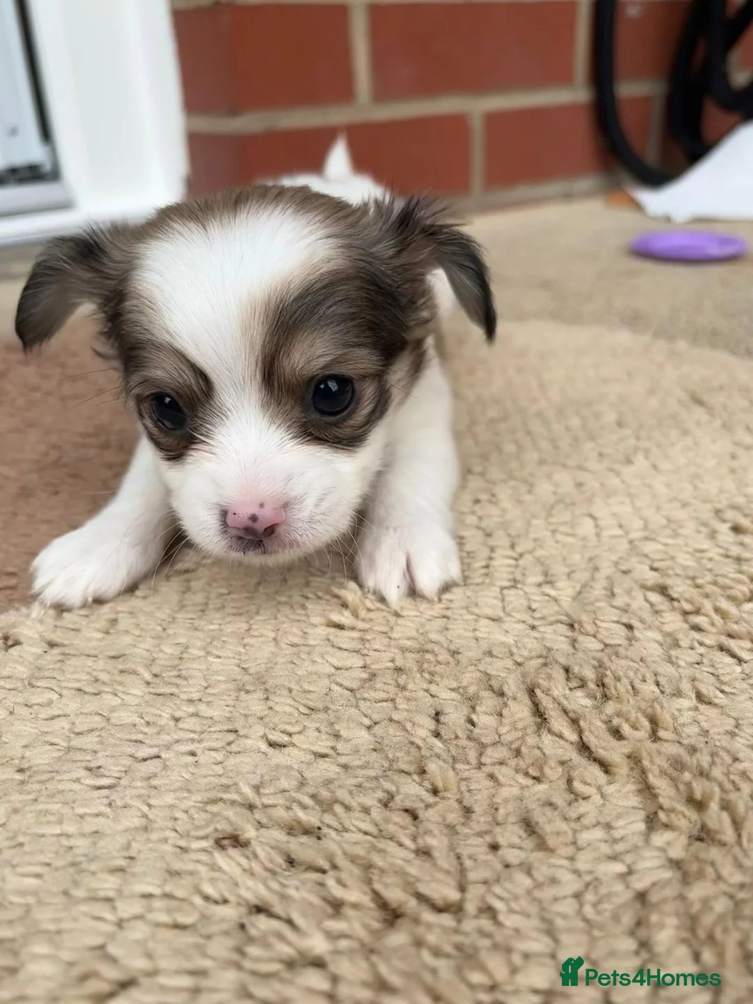 Chihuahua dogs for sale: Adorable Chihuahua Puppies – 2 Girls & 1 Boy  in South Queensferry - Advert 1
