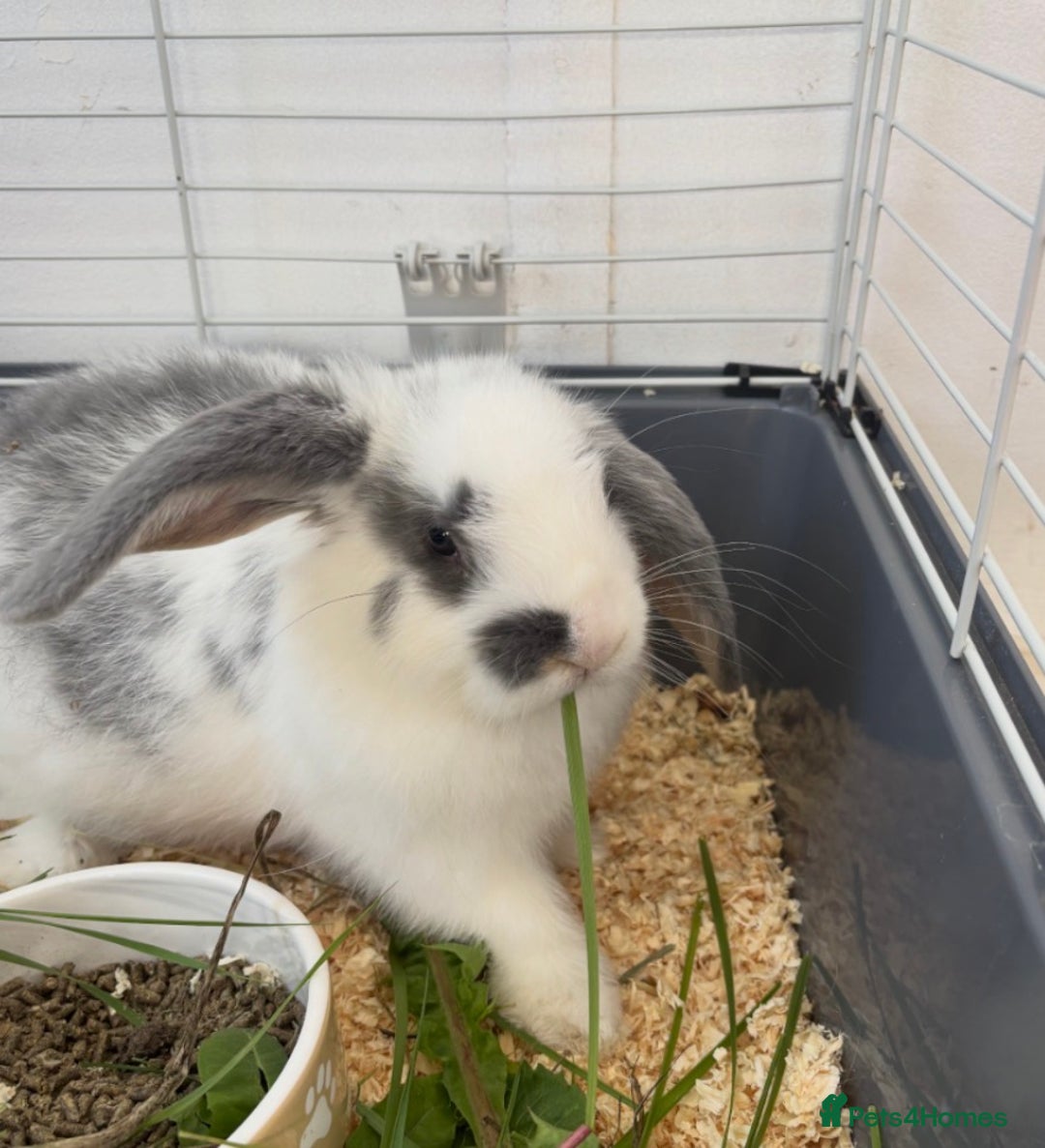 French Lop rabbits for sale: Bluebell French lop female  - Advert 4
