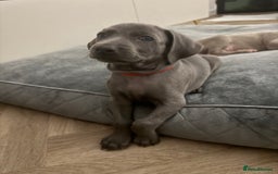 Weimaraner dogs for sale: 🐾 KC Weimaraners, ready now 🐾  - Advert 2