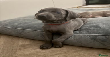 Weimaraner dogs 🐾 KC Weimaraners 🐾  - Advert 11