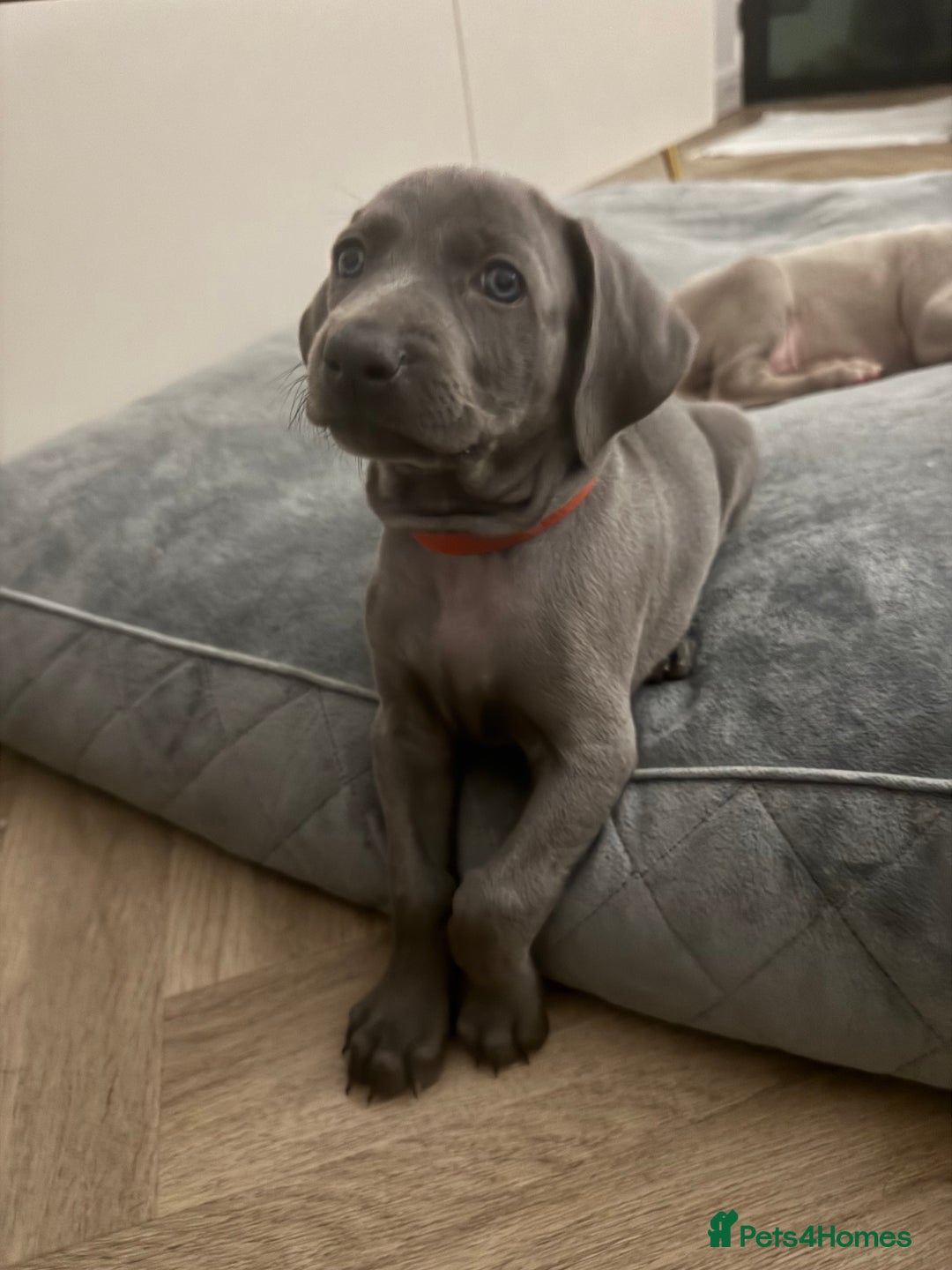 Weimaraner dogs for sale: 🐾 KC Weimaraners, ready now 🐾  - Advert 2