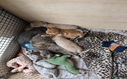 Mixed Breed cats for sale: Ready for Summer Holidays  - Image 10