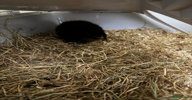 Guinea Pig rodents - Advert 3