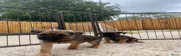 Border Terrier dogs for sale: ⭐️ KC BORDER TERRIERS, READY TO LEAVE NOW - Advert 21