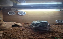 Corn Snake reptiles for sale: Corn snake  - Image 3