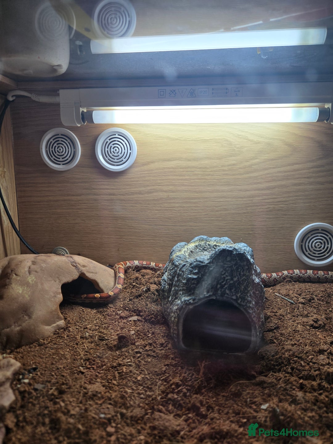 Corn Snake reptiles for sale: Corn snake  - Image 3