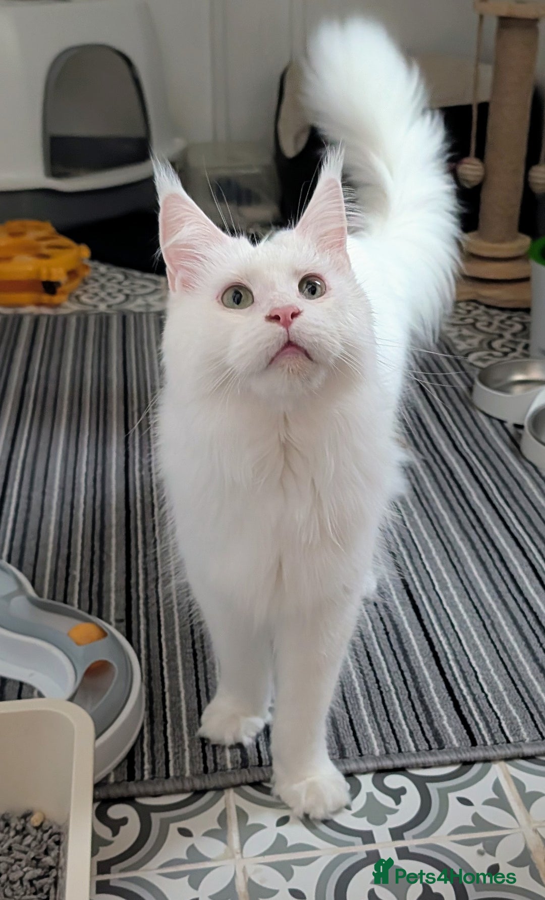 Maine Coon cats for sale: Beautiful Tica Registered Maine Coon Kittens  - Advert 31