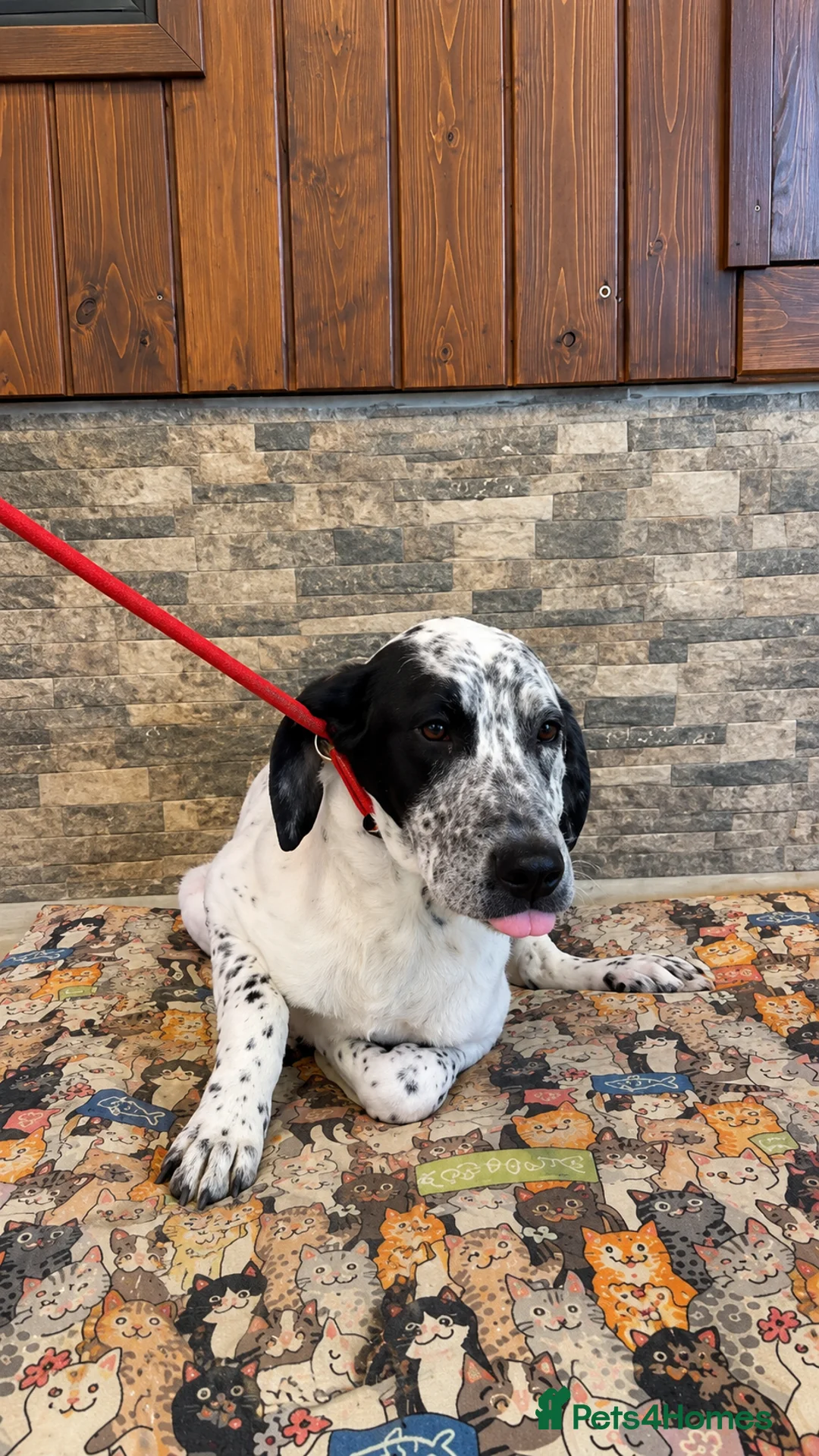 Mixed Breed dogs for adoption: Pascal is ready for his new home - Advert 1