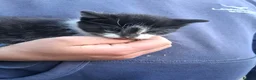 Mixed Breed cats for sale: Various beautiful kittens  - Advert 6