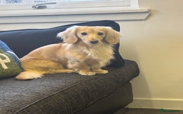 Miniature Dachshund dogs for stud: ee Cream Longhaired Miniature Dachshund for Stud in Helensburgh - Image 5