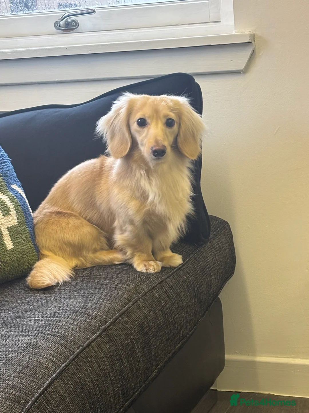 Miniature Dachshund dogs for stud: ee Cream Longhaired Miniature Dachshund for Stud in Helensburgh - Advert 5