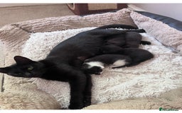 Mixed Breed cats for sale: Two beautiful litters 2 days apart  - Image 12