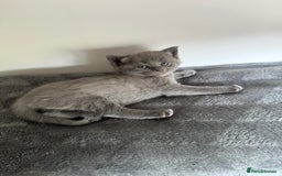 Ragdoll cats for sale: Beautiful Ragdoll X Kittens For Sale 🐾  - Image 3
