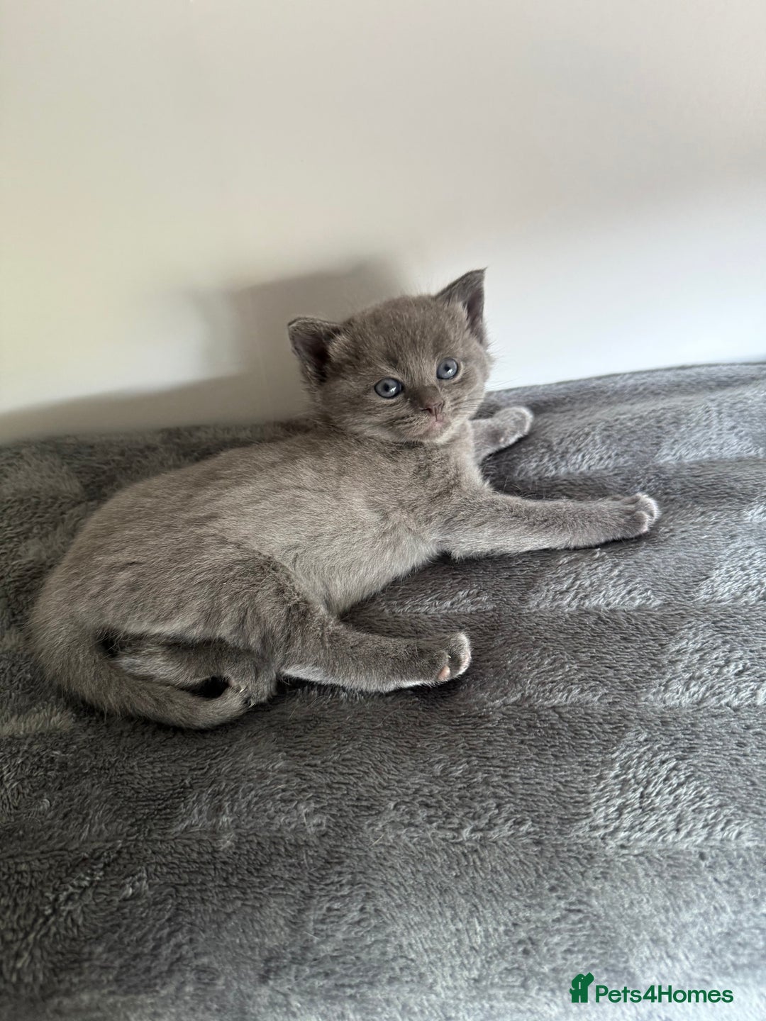 Ragdoll cats for sale: Beautiful Ragdoll X Kittens For Sale 🐾  - Image 3
