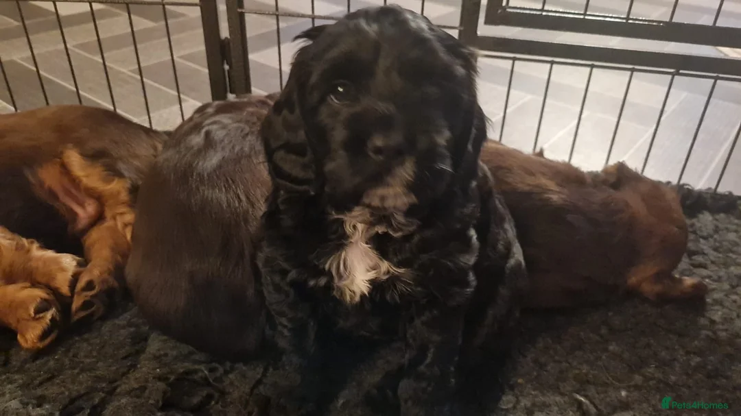 Mixed Breed dogs for sale: F1b Cocker Tzu Puppies - Advert 4