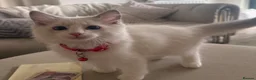 Ragdoll cats for sale: Adorable Playful and Cuddly Pedigree Ragdolls! - Advert 9