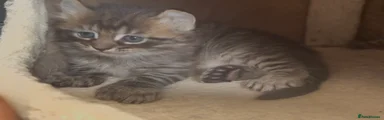 American Curl Kitten 3
