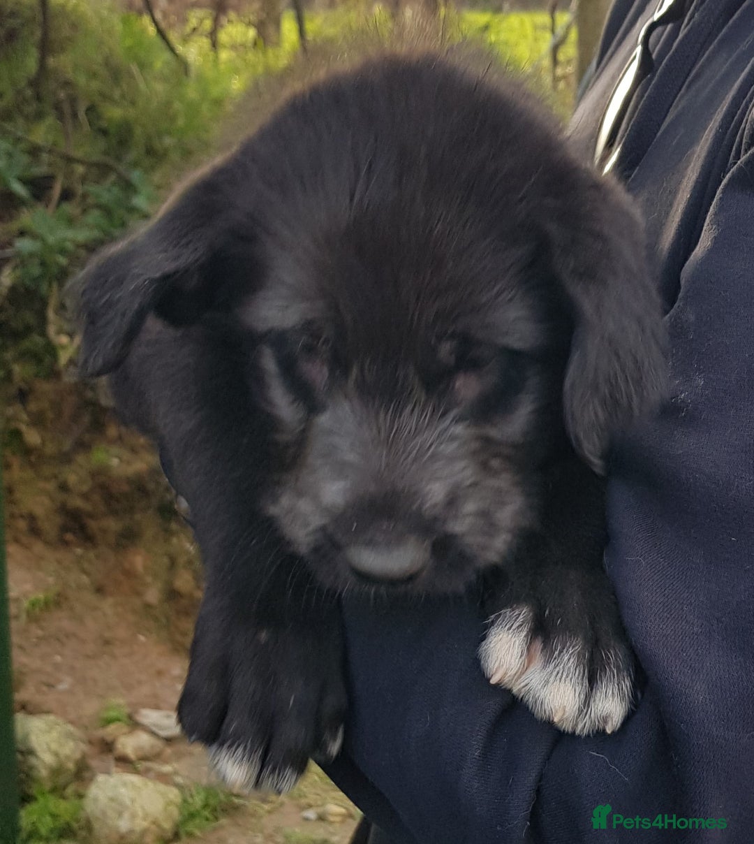 Irish Wolfhound dogs for sale: Irish Wolfhound Pups - Advert 4