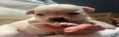 Chihuahua 4