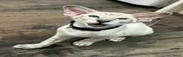 Oriental cats for sale: Oriental shorthair Female  - Advert 5